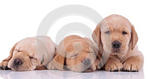 Two labrador retriever dogs sleeping next to one looking ahead