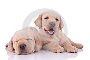 Two labrador retriever dogs sleeping and panting happy