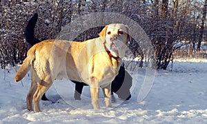 Two labrador retriever