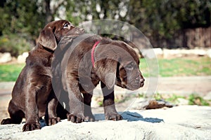 Two Labrador Retriever puppies