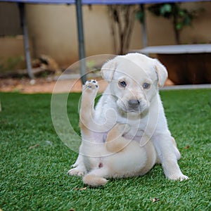 Two labrador retriever puppies