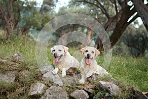 Two Labrador Retrievers dog enjoy a rugged mountain trail, companions in adventure