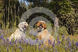 Two labradors in the flowers photo