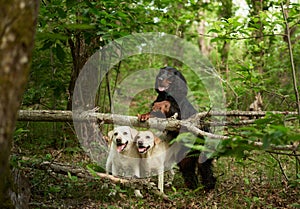 Two Labradors and a Gordon Setter share a forest escapade. Three dogs