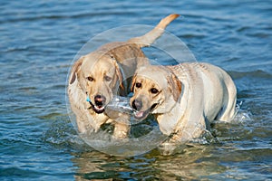 Two Labradors outdoors