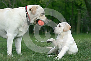 Two labradors playing with a ball