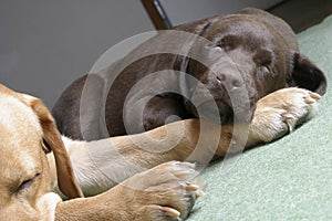 Two labradors retriever