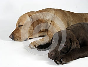 Two labradors retriever