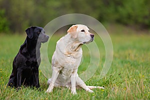 Two Labradors Retriver on a spring meadow