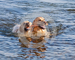 Two Labradors at sea