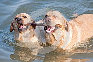 Two Labradors at sea