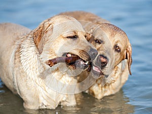 Two Labradors at sea