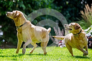 Two Labradors about to catch a ball or stick from the front on a sunny day