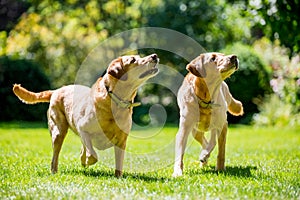 Two Labradors about to catch a ball or stick from the front on a sunny day