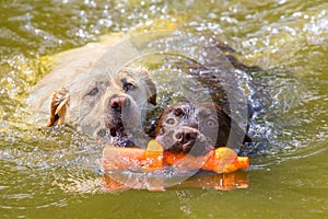 Two labradors with toy swimming in water