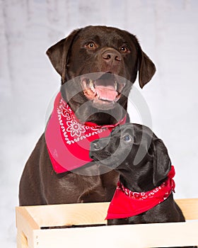 Two labs, chocolate and black lab wearing red bandannas