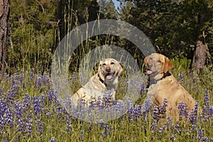 Two Labs in the flowers photo