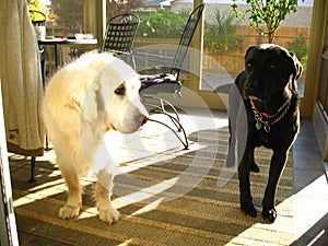 Two Labs - one white one black