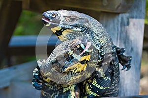 Two Lace Goannas, Australian monitor lizards fighting ferociously