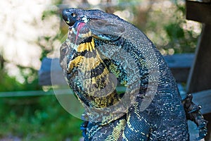 Two Lace Goannas, Australian monitor lizards fighting ferociously