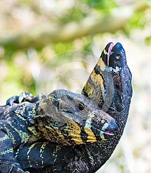 Two Lace Goannas, Australian monitor lizards fighting ferociously