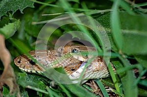 Two ladder snakes biting male female reproduction photo
