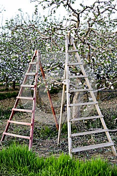 Two ladders in a blossomin apple orchard