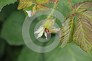 Two lady bugs on a leaf bu