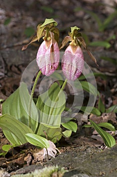 Two lady`s slipper flowers in Giuffrida Park in Meriden, Connect