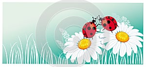 Two ladybirds on the chamomile