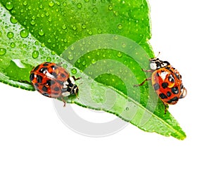 Two ladybirds on a dewy leaf isolated