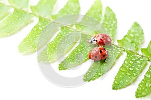 Two ladybirds on green leaf