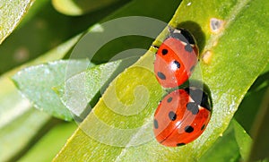 Two ladybirds or ladybugs. (Coccinellidae)