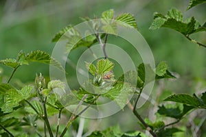 Two ladybirds on a leaf
