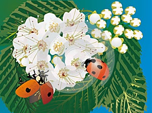 Two ladybirds and white flowers