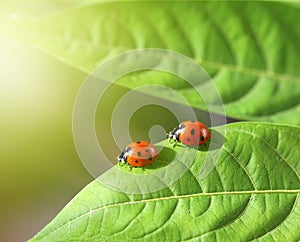 Two ladybug on leaf