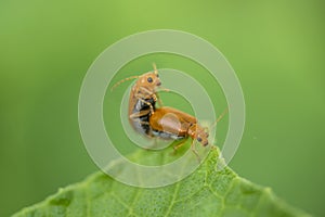 Two ladybug are mating on a green leaf