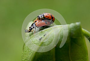 Two ladybugs