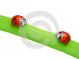 Two ladybugs