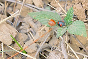 Two ladybugs