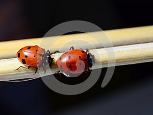 Two ladybugs