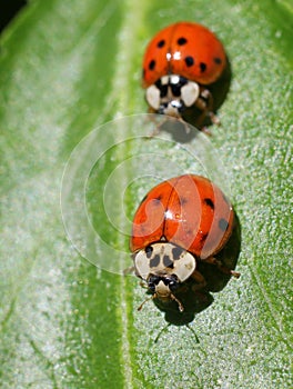 Two Ladybugs