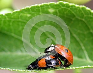 Two Ladybugs