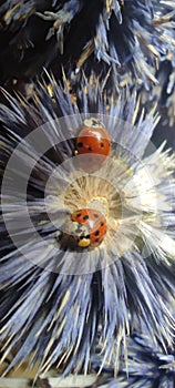 two ladybugs on a blue dried thistle flower