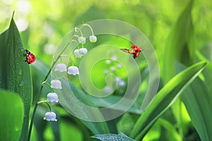 Two ladybugs crawling and flying on forest glade with white frag