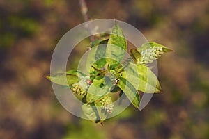 two ladybugs crawling on young budding maple leaves