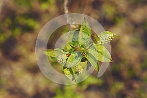 two ladybugs crawling on young budding maple leaves