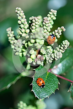 Two ladybugs on a holly plant with flower buds close up