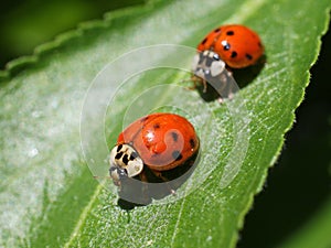 Two Ladybugs on a Leaf
