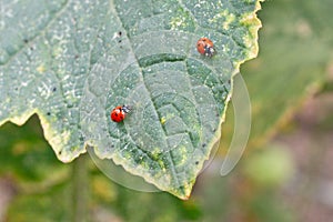 Two ladybugs on a leaf